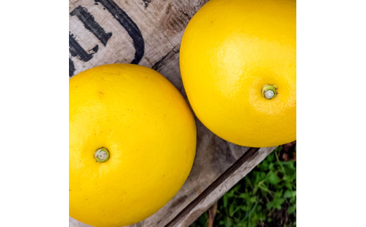 【先行予約】マルツジ果樹園の土佐文旦 家庭用(特大) 約1.5k