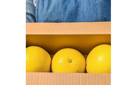 【先行予約】マルツジ果樹園の土佐文旦 家庭用(中玉) 約1.5k