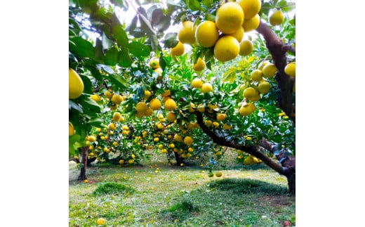 ＜2026年1月下旬より順次発送＞土佐文旦 小玉 家庭用 10kg 23