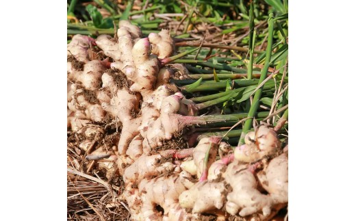 囲生姜 2kg 2キロ しょうが ショウガ 新鮮野菜 野菜 お取り寄