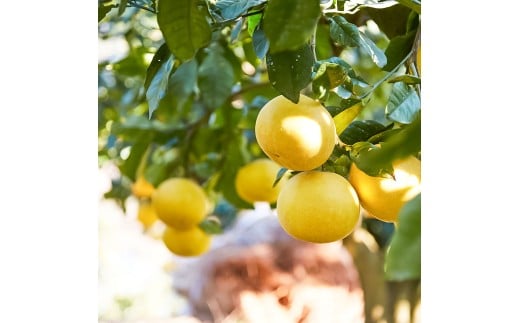 文旦 エッセンシャルオイル 8ml MICIL(ミシル) アロマオイル 