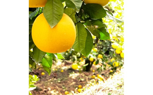 文旦 約4kg M～Lサイズ 9～13玉 ぶんたん ブンタン フルーツ 