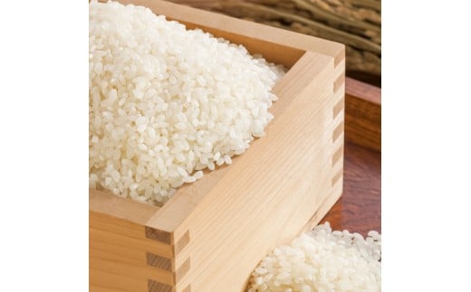 コシヒカリ 令和7年産 10kg 10キロ 精米 白米 お米 ご飯 ごは