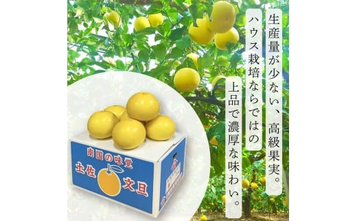 ＜土佐文旦の藤岡＞訳あり 温室土佐文旦 家庭用 5kg (8～12玉