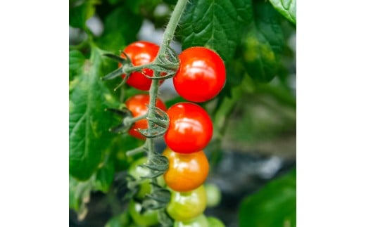訳あり 赤いミニトマトの宝石箱 約1kg 約1キロ 5回定期便 ト