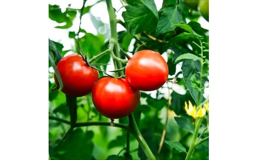 フルーツトマト 約1.6kg(約800g×2) 24～32玉入り 糖度 8度以上 