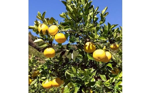 白木家のこだわり土佐文旦 露地 文旦 約8kg 13～20個入り L～3