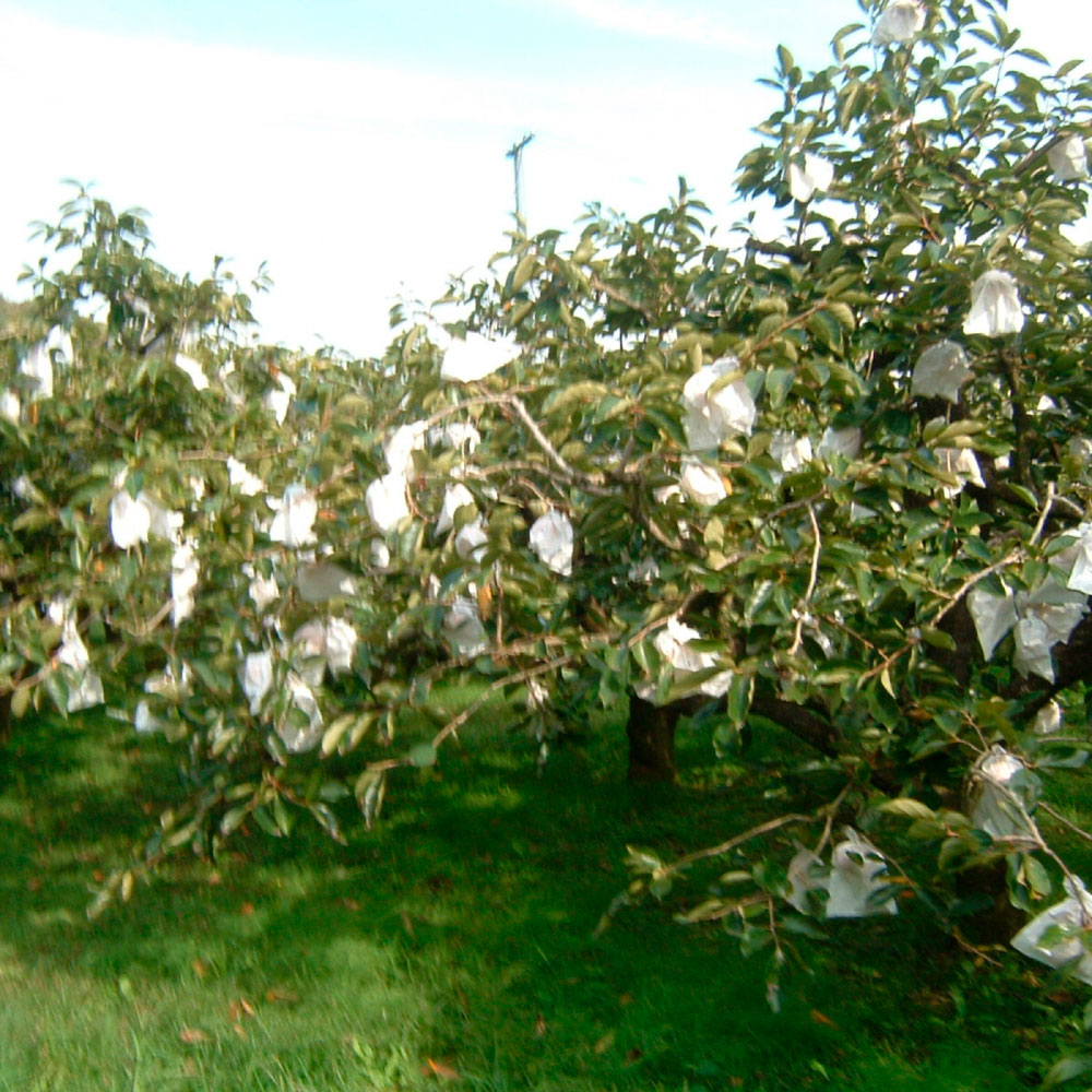 土佐の次郎柿　甘味抜群【贈答用】※10月より順次発送