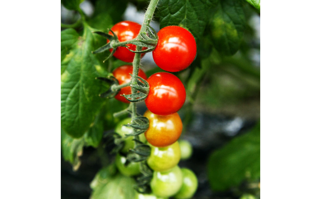 フルーツトマト食べくらべセット 1.5kg トマト フルーツトマ