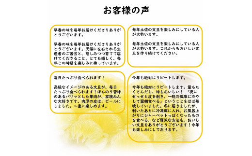 生産者直送　土佐文旦　4.5kg　[サイズおまかせ　2L～4L]　家