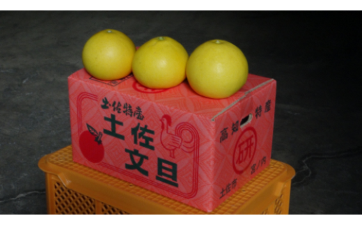 【先行予約】文旦 三愛果樹園の土佐文旦 家庭用約5kg 2月～3