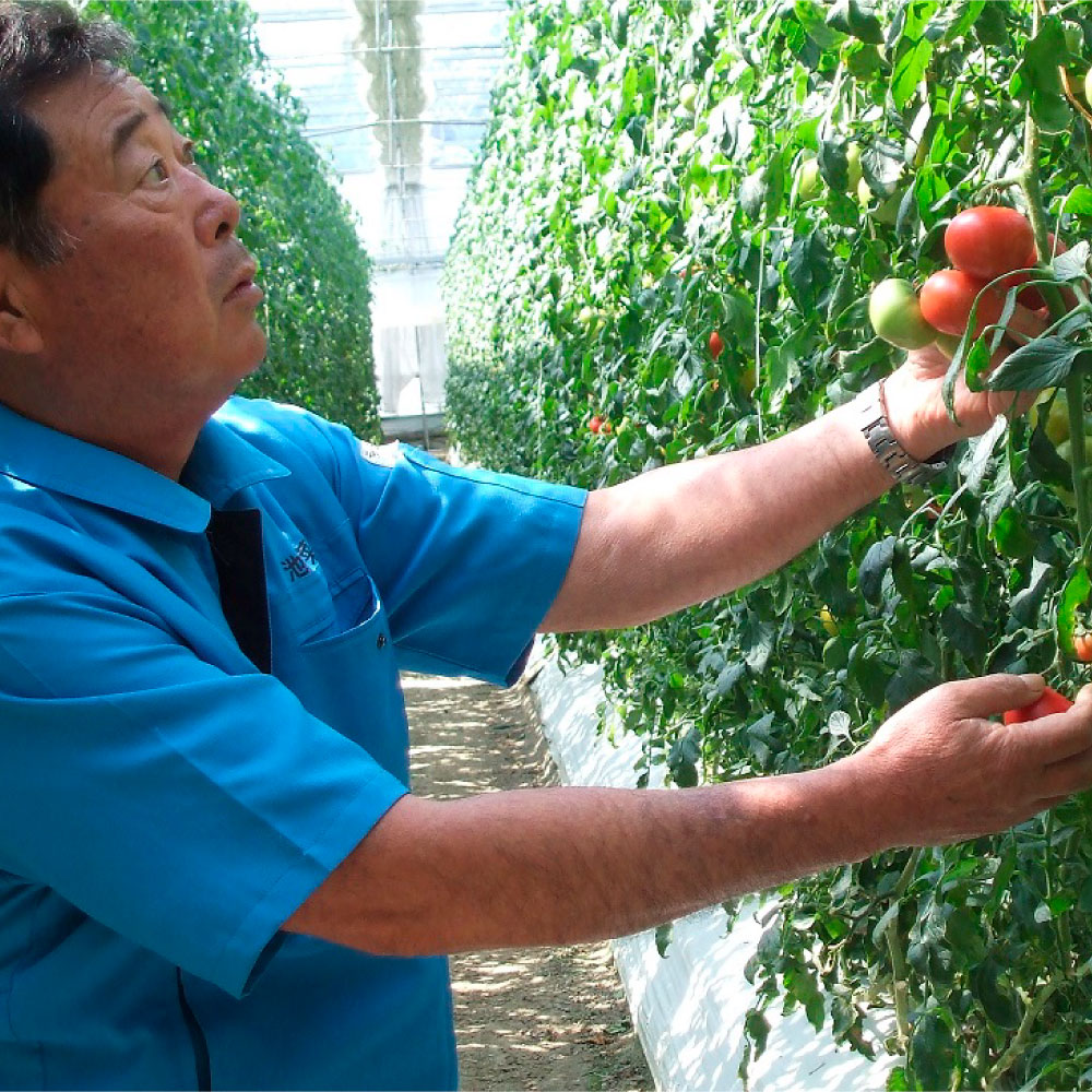 ＜2026年1月下旬より発送＞旬の濃旨フルーツトマト2kg 糖度8