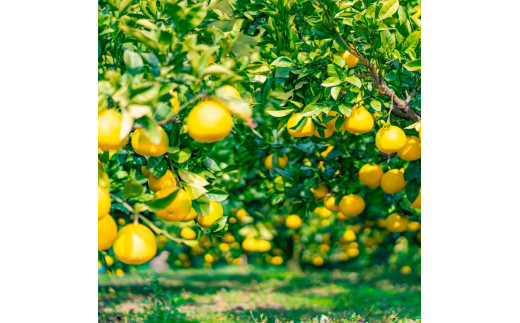 【日本ギフト大賞2024受賞】先行予約 園主こだわり土佐文旦