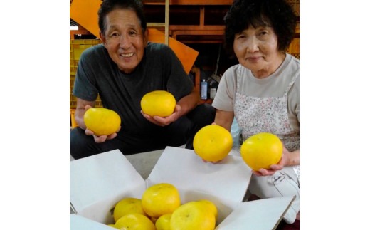 ＜2026年1月下旬より順次発送＞訳あり 嬉龍の土佐文旦 約10