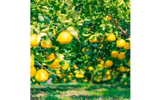 〈3回定期便〉園主こだわりの土佐文旦 10キロ（18 - 24玉） 2