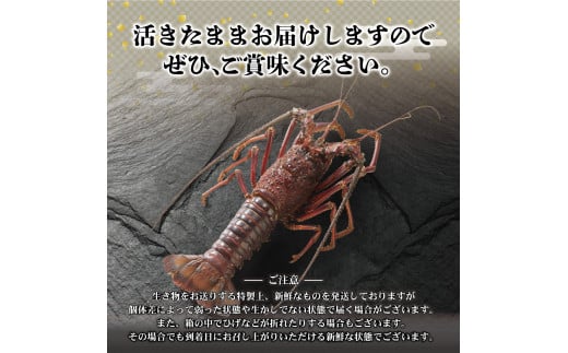 3月直送便 土佐獲れ 活伊勢海老 約700g（２尾～４尾） 天然 