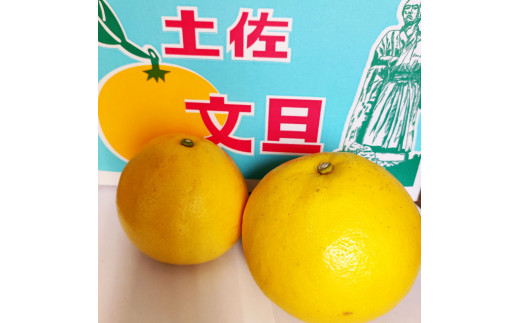 土佐文旦 家庭用 約3キロ(2L - ４Lサイズ：6玉前後) 大玉 先行