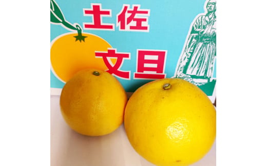 土佐文旦 家庭用 約5キロ（2L～4Lサイズ混合：8玉～12玉） 大