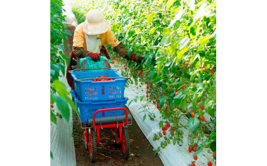 あまいこトマトジュース 1本入 1000ml×1本 