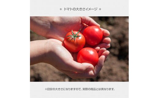 ＜2026年1月下旬より発送＞あまいこトマト 約1kg トマト ミニ