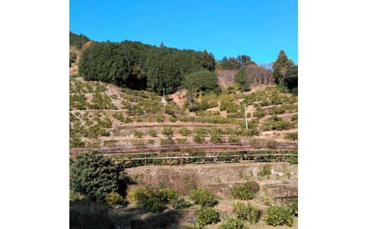 本場、高知県土佐市産！土佐水谷農園の露地土佐文旦 約10