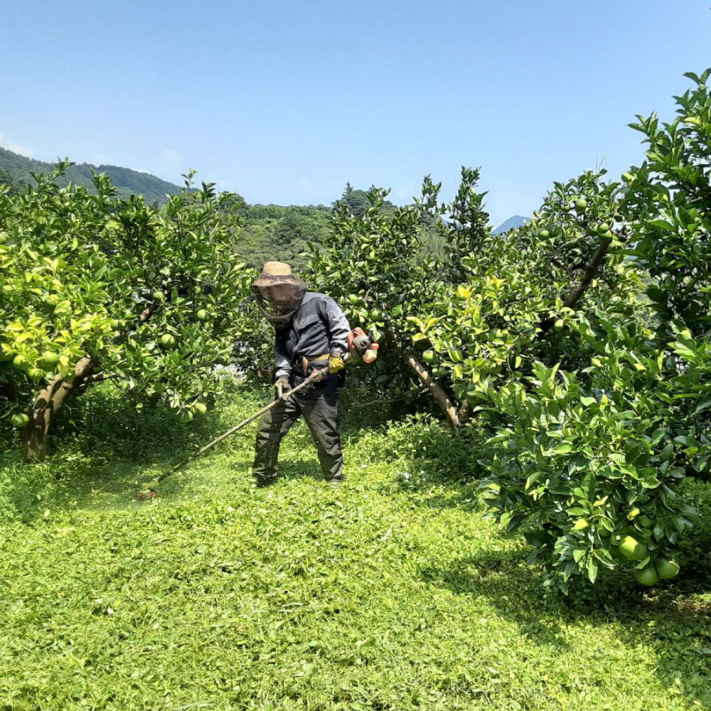 本場、高知県土佐市産！土佐水谷農園の露地土佐文旦 約5キ
