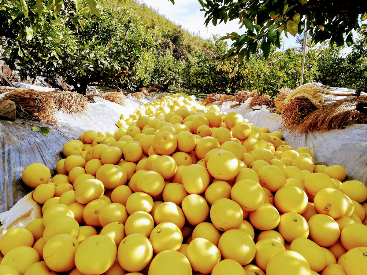 【先行予約】マルツジ果樹園の土佐文旦訳あり品（約10kg）