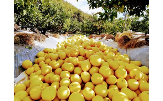 マルツジ果樹園の土佐文旦訳あり品（約5kg） 訳あり 文旦 