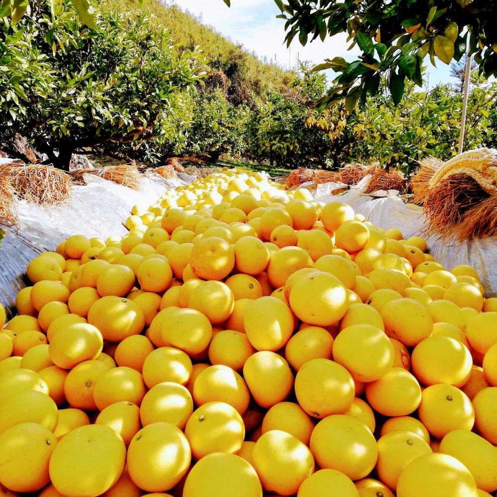【先行予約受付】文旦 土佐文旦 ぶんたん ブンタン 期間限