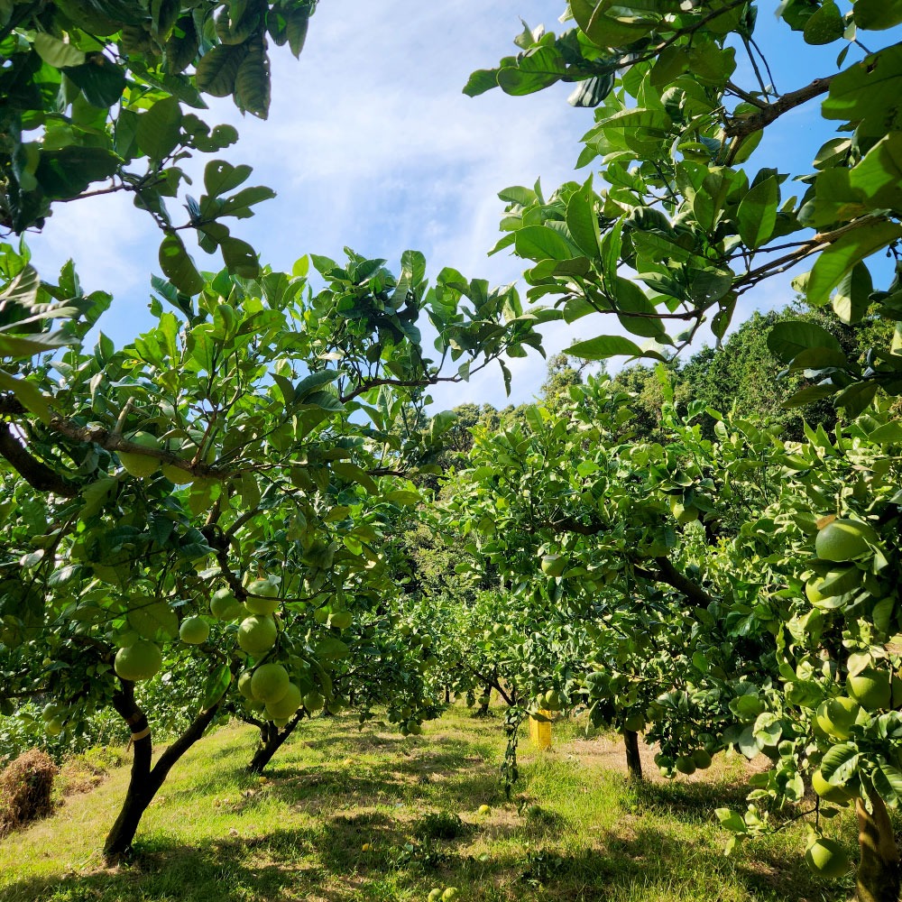石元農園の土佐文旦　家庭用　約１０キロ（１４～２２玉