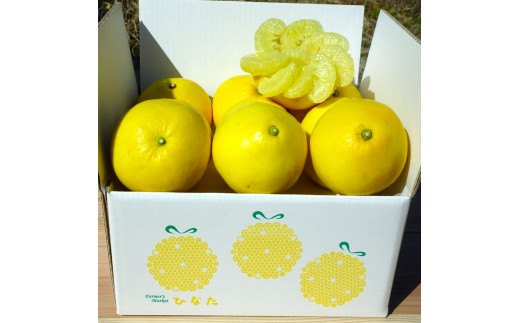 『南国高知からの贈り物』土佐文旦 6kg 6キロ 文旦 期間限定