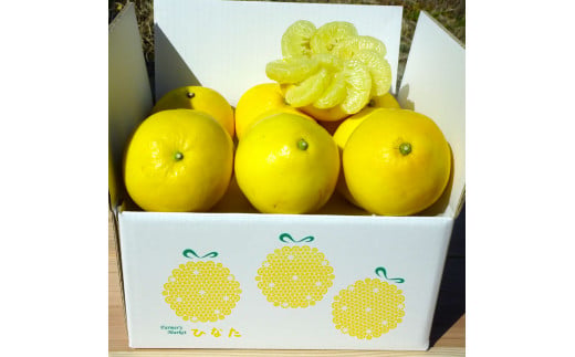 『南国高知からの贈り物』土佐文旦 【訳あり（家庭用）】3