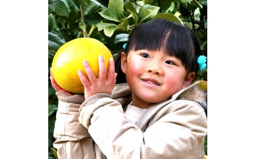 高知県土佐市産 楠瀬さんの土佐文旦 贈答用中玉 約5kg 期間