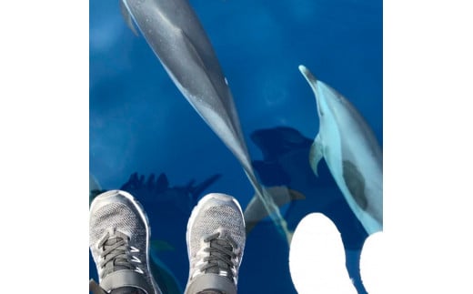 ホエールウォッチング 大人１名分相当 7000円分クーポン レ