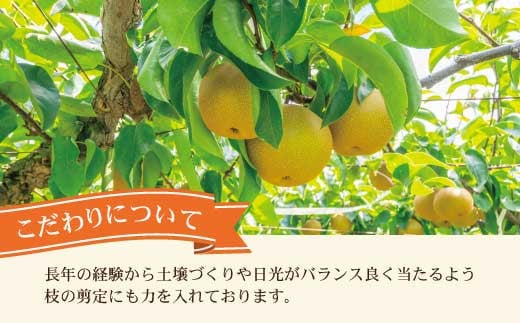 高知県土佐市産 梨（秋月）約2kg 5～6玉 期間限定 あきづき 