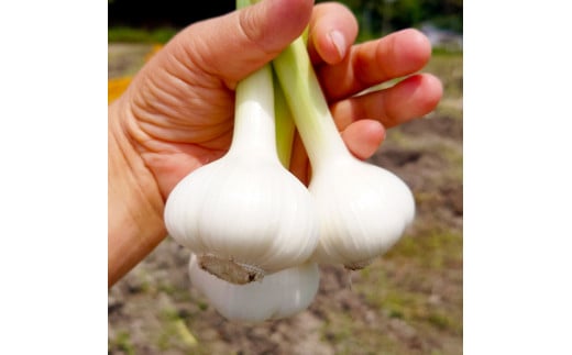 にんにく＆ハッピーマンセット 約3キロ 約3kg ニンニク 自然