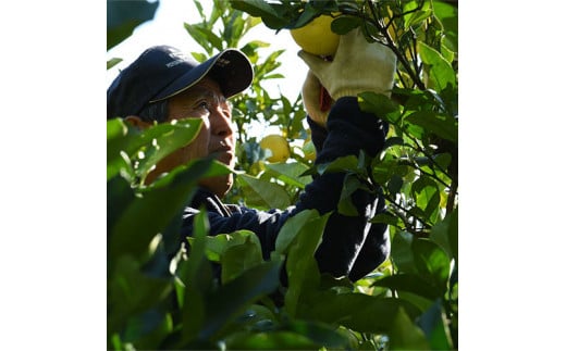 土佐文旦特大(3L-4L) サイズ4.5kg 大玉 ぶんたん ブンタン 果物