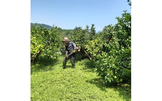 土佐水谷農園の露地土佐文旦 家庭用約3キロ 3kg 大小混合 ぶ