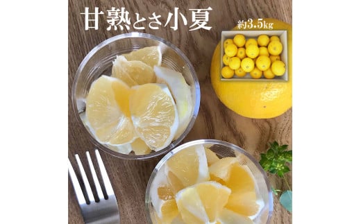 【先行予約】甘熟とさ小夏 約3.5kg 2S～2L こなつ コナツ 果物