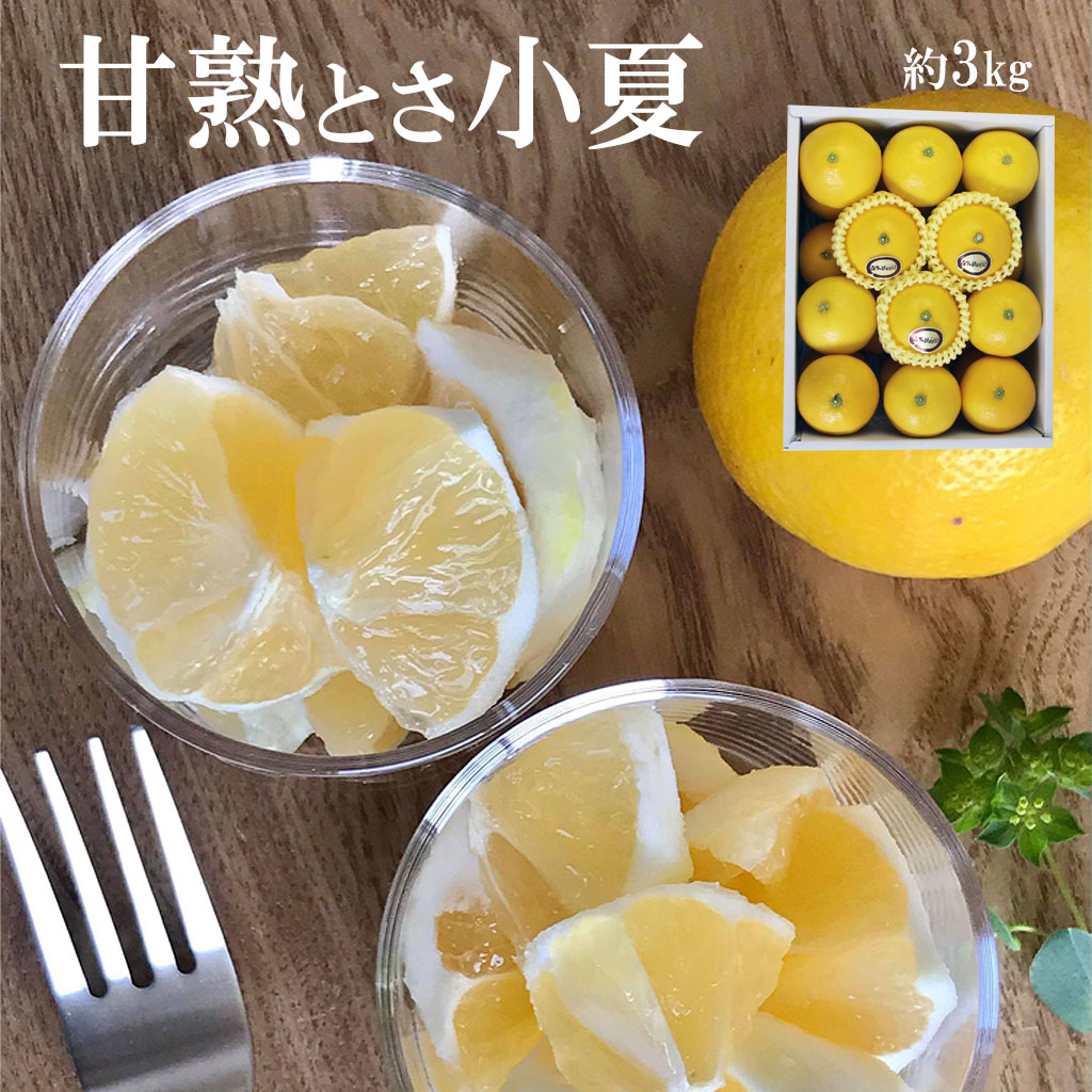 ＜先行予約＞甘熟とさ小夏 約3kg S～Lサイズ 特選品 贈答用 