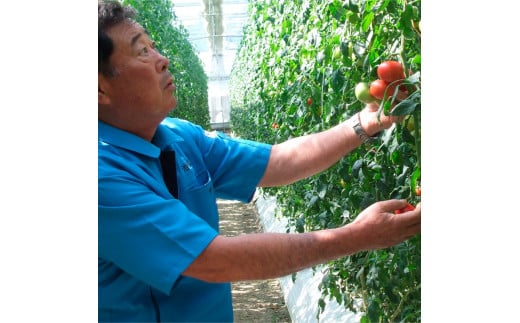 ＜2026年1月下旬～発送＞旬の濃旨フルーツトマト1kg 糖度8～1