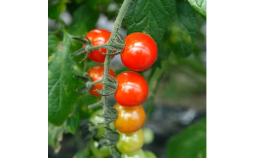 訳あり 赤いミニトマトの宝石箱 約2キロ 約2kg トマト とま