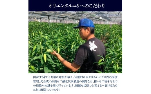 オリエンタルユリ バラエティパック 2束(1束3～4本 15輪以上)