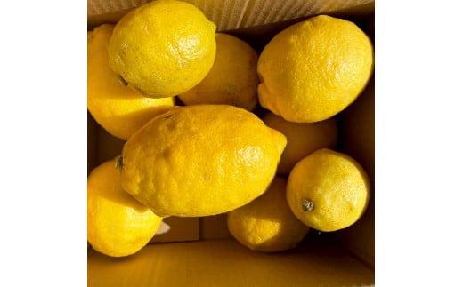 自然栽培レモン3kg 3キロ レモン 檸檬 れもん 自然栽培 無農