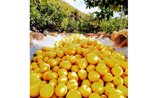 マルツジ果樹園の土佐文旦 家庭用(小玉) 約5kg 5キロ M～Lサ