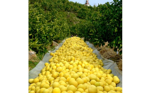 マルツジ果樹園の土佐文旦 訳あり品(小玉) 約5キロ 5kg M～L