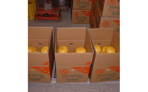 土佐文旦の創始 宮地文旦園の土佐文旦 家庭用2L 約10キロ 20