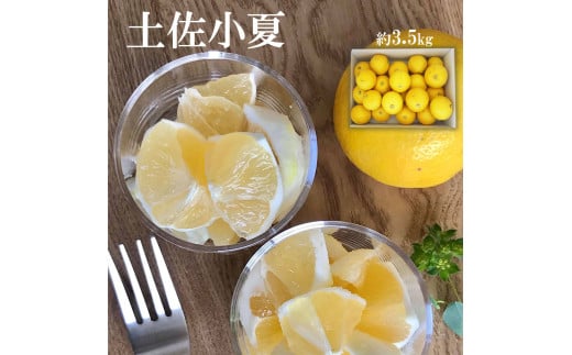 先行予約　＜白木果樹園＞ 土佐小夏 訳ありご家庭用 約5kg 5