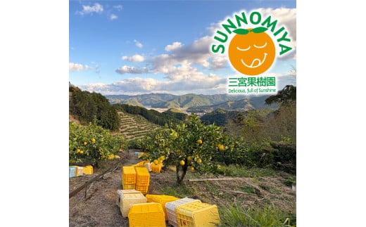 三宮果樹園の土佐文旦 訳あり 3kg ぶんたん ブンタン 3キロ 6