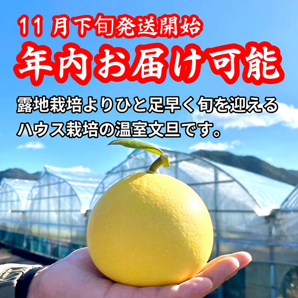 ＜土佐文旦の藤岡＞先行予約　厳選 温室土佐文旦 5kg (7～8